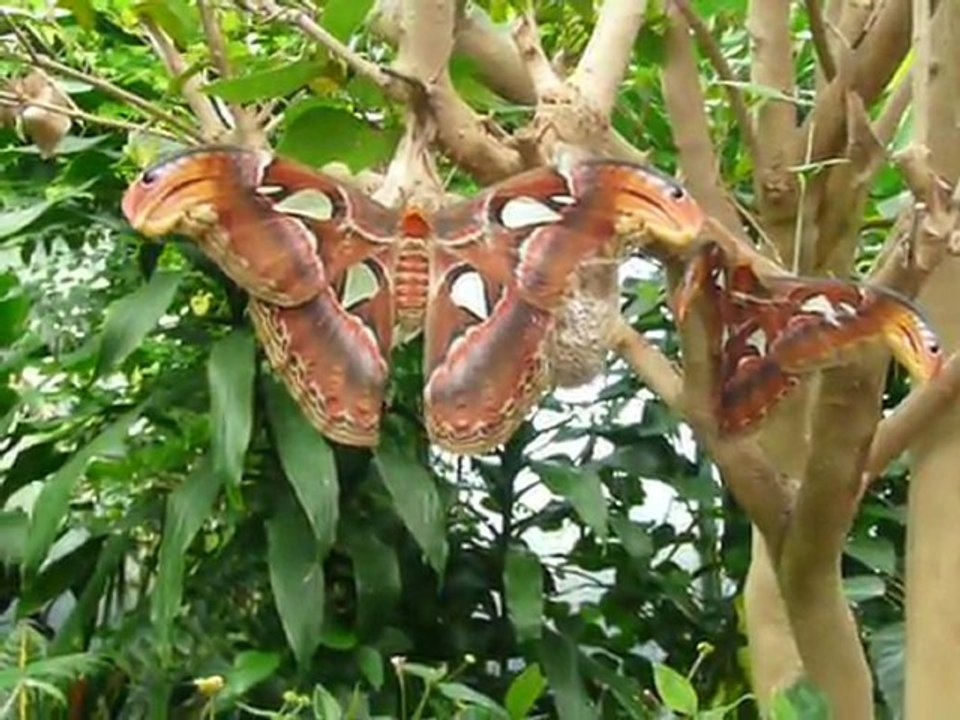 CRUISE (VIKTORIA)-2010 017