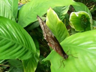 CRUISE (VIKTORIA)-2010 018