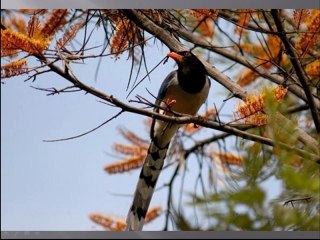 Bird Watching Tour India
