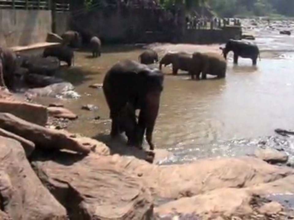 20120113 les éléphants au bain