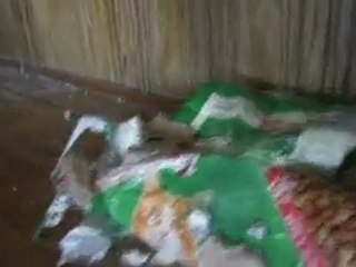 Pets pay price of Fukushima legacy