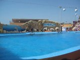 Spectacol Delfini Palma de Mallorca Marineland 2 Oferit de Hobby-Zoo.ro