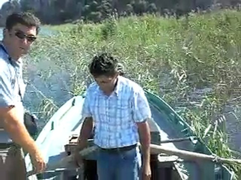 Dalamana Aynalı Sazan Yavrusu Bırakılması