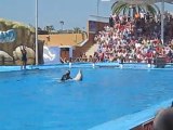 Spectacol Delfini Palma de Mallorca Marineland 6