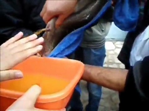 Atatürk Üniversitesi Ziraat Fakültesi Alabalık Sağımı