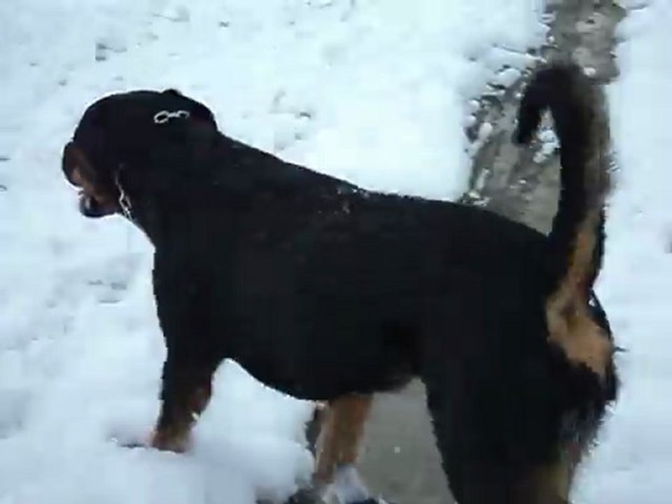 felina dans la neige 008