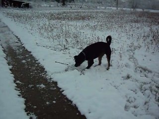 felina dans la neige 019