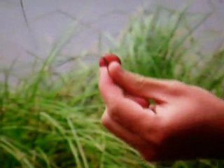 sazan avı teknikleri