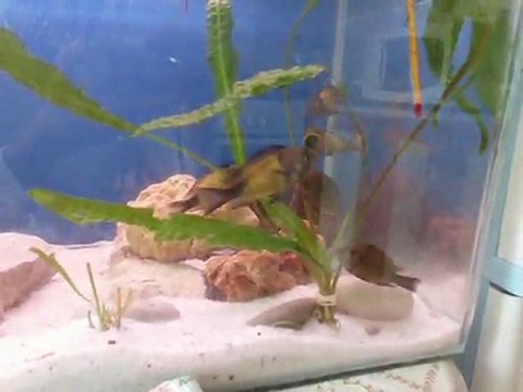 Tropheus ikola kaiser