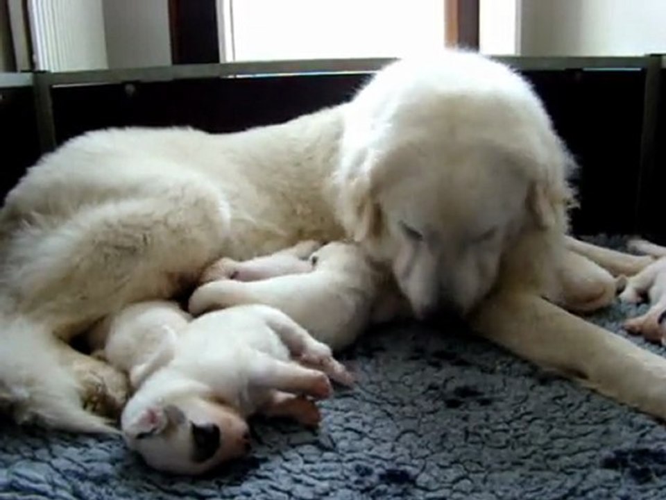 Chiots Galadriel 16 jours