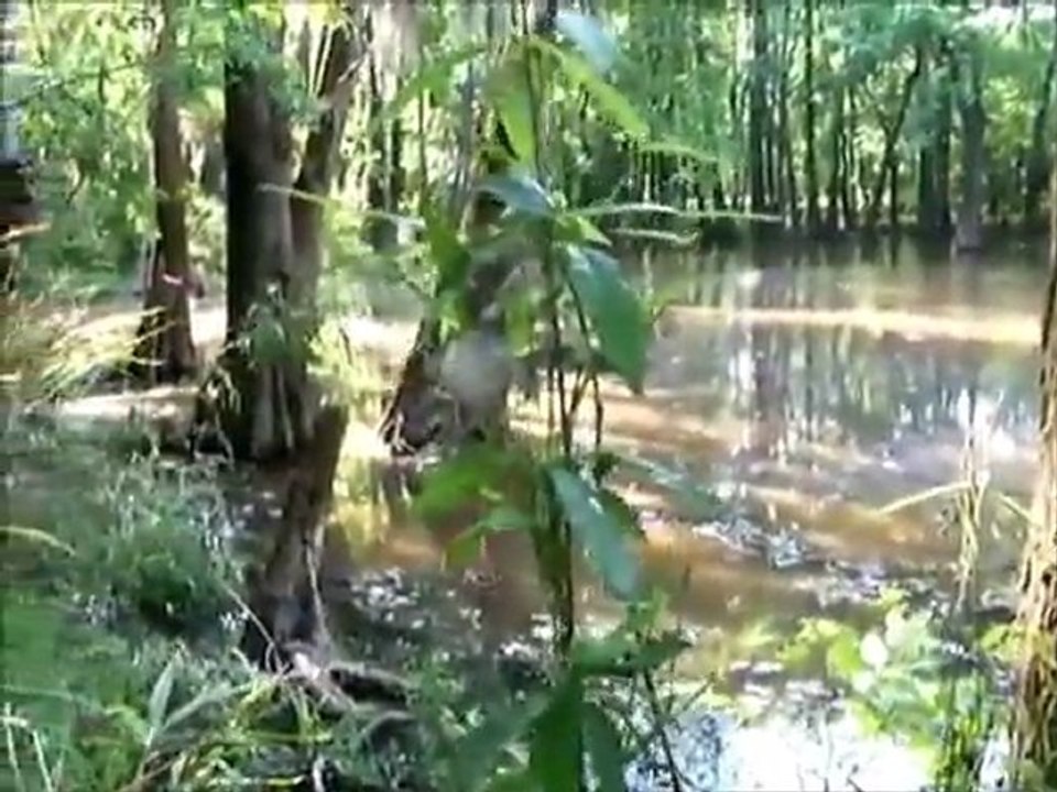 Spirit of the Swamp1