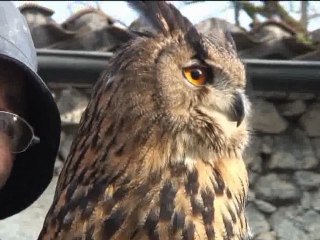 Apprendre la fauconnerie