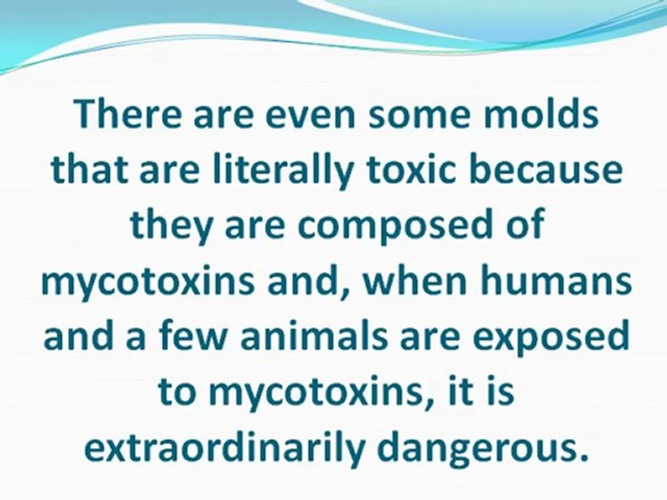 Choosing a Mold Inspection Remediation Company for Mold Removal