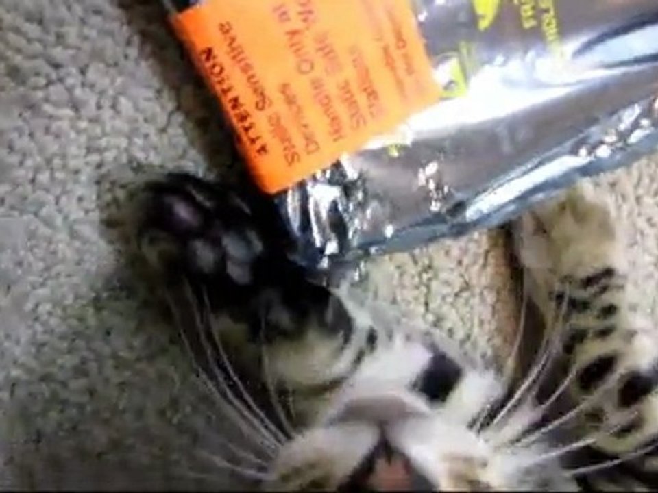 What Happens When Cats Do Product Unboxing Videos Linus Cat Tip #3