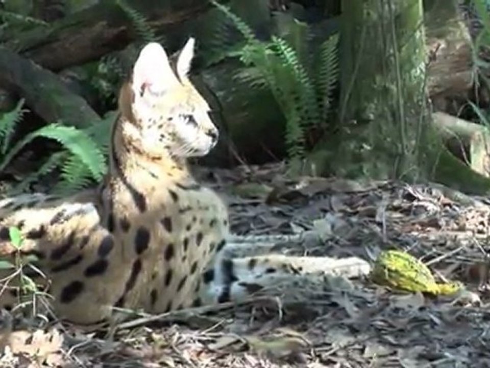 Do Big Cats Purr?