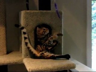 Cats Do Not Have to Be In a Comfortable Position to Fight Linus Cat Tip #9