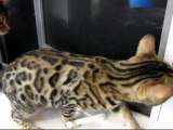 Cats Do Not Understand Window Screens Linus Cat Tips #10