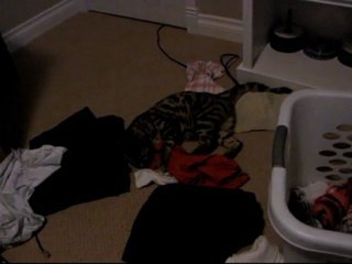 A Sock is a Worthy Opponent With Which to Do Battle Linus Cat Tip #12