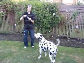 Introducing Duffy! Watch Him Chase and Eat Bubbles Linus Cat Tip #14