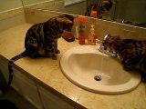 These cats love drinking tap water