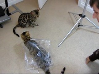 Rocket and Rumble Playing With a Plastic Wrapper Linus Cat Tips