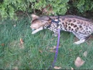Taking Rocket and Rumble for a Walk Outside Linus Cat Tips #19