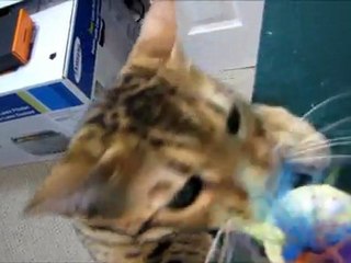 Rumble vs the Talking Western Digital Troll Doll Linus Cat Tip #22