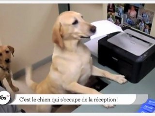 C'est le chien qui s'occupe de la réception