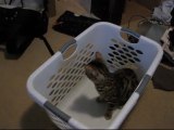 Cats Love Laundry Baskets and They Cannot Resist Them Linus Cat Tips
