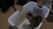 Cats Love Laundry Baskets and They Cannot Resist Them Linus Cat Tips