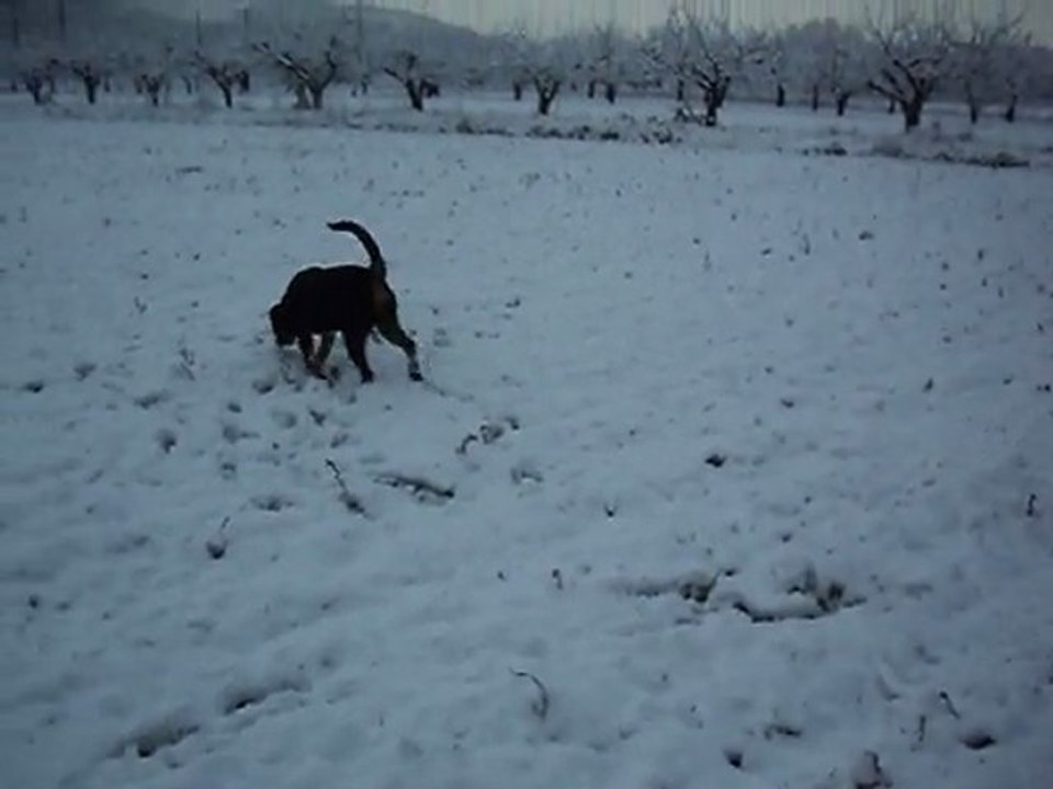 felina dans la neige 006