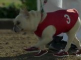 Dog Lovers Protest Skechers Super Bowl Ad