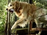 Favori Sihirli Dokunuş Reklam Filmi-Oyuncu Köpek Dost