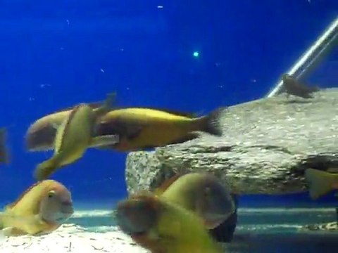 18 dişi 2 erkek ilangi yellow