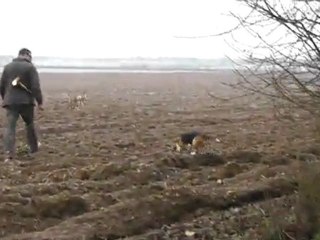 Brevet de chasse chien courant 30 Janvier 2012 dans les 2 sevres chez J.M LAIDET (suite1)