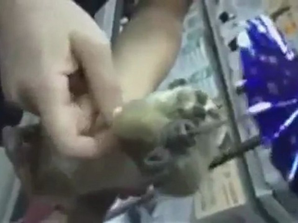 Lemur paraigües