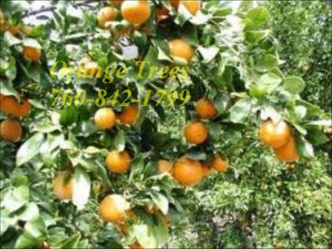 Fallbrook Citrus and Fruit Trees / 760-842-1799 / Avocado Trees Fallbrook