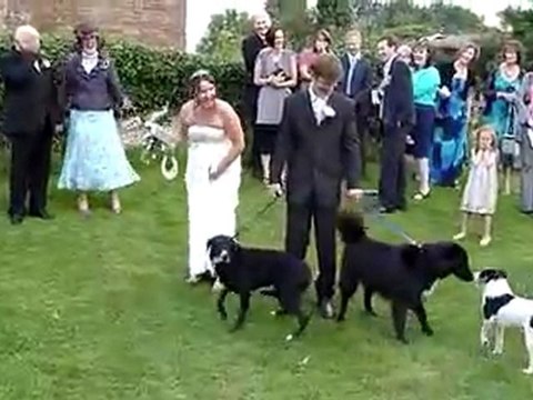 Hund ruiniert Hochzeitskleid