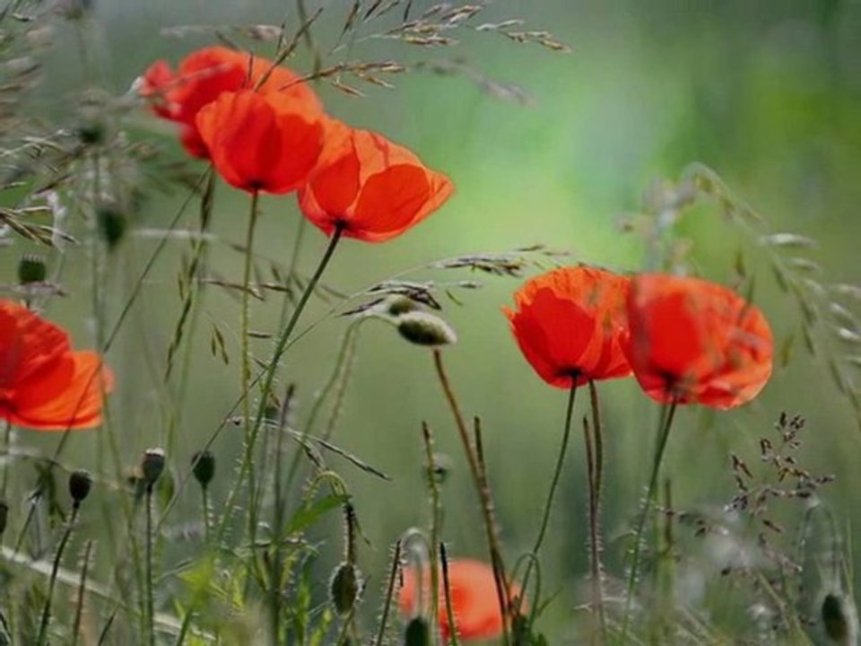 Jardin Secret ~ Axelle Red