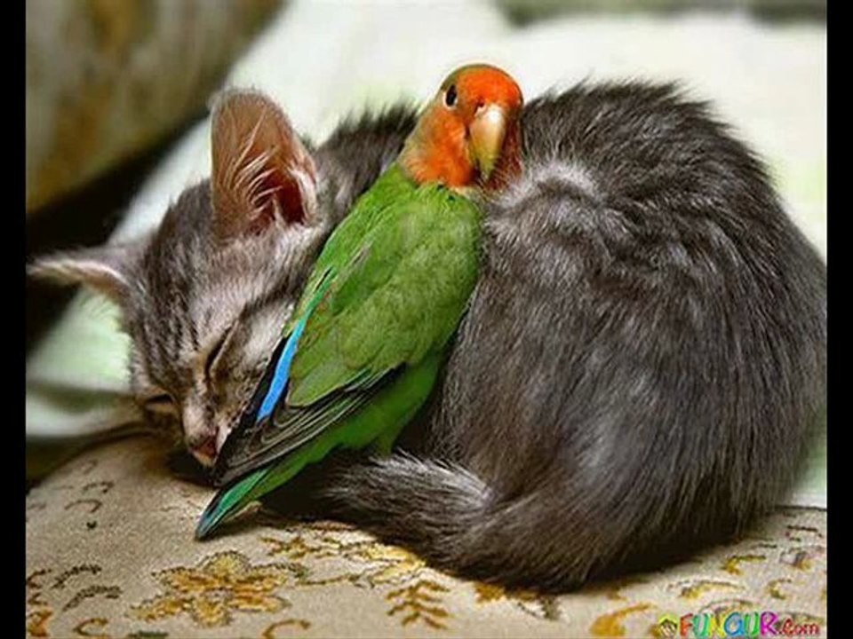 Cute Animals - Animaux Mignons !