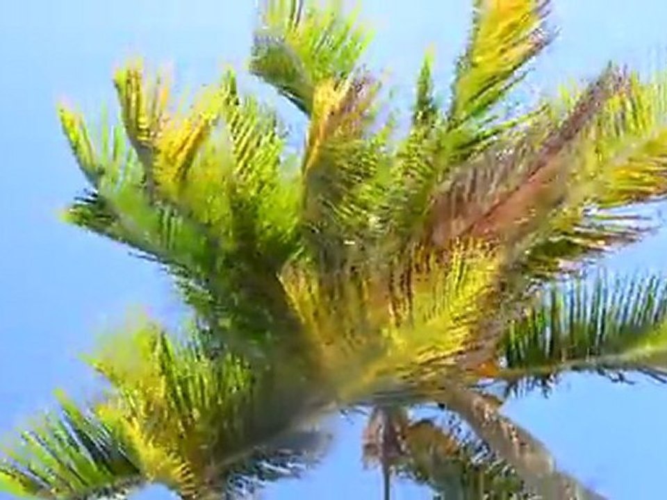 Sous les cocos de la Désirade...