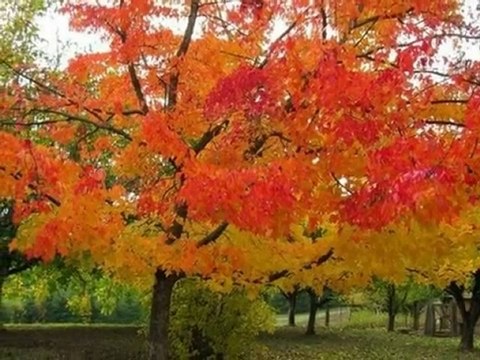 KARMATE - Yağarsa Yağmur Yağar -