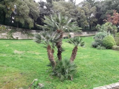 jardin de la fontaine de nimes