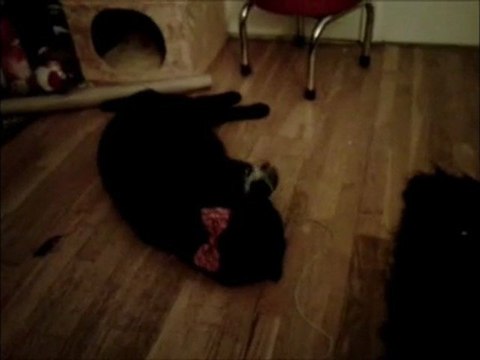 Chat et souris = Amour