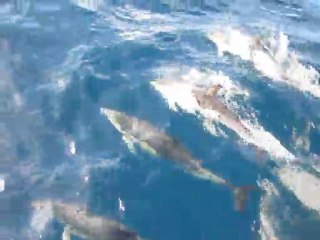 dauphins cap finisterre