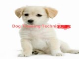 Learn Dog Training Techniques