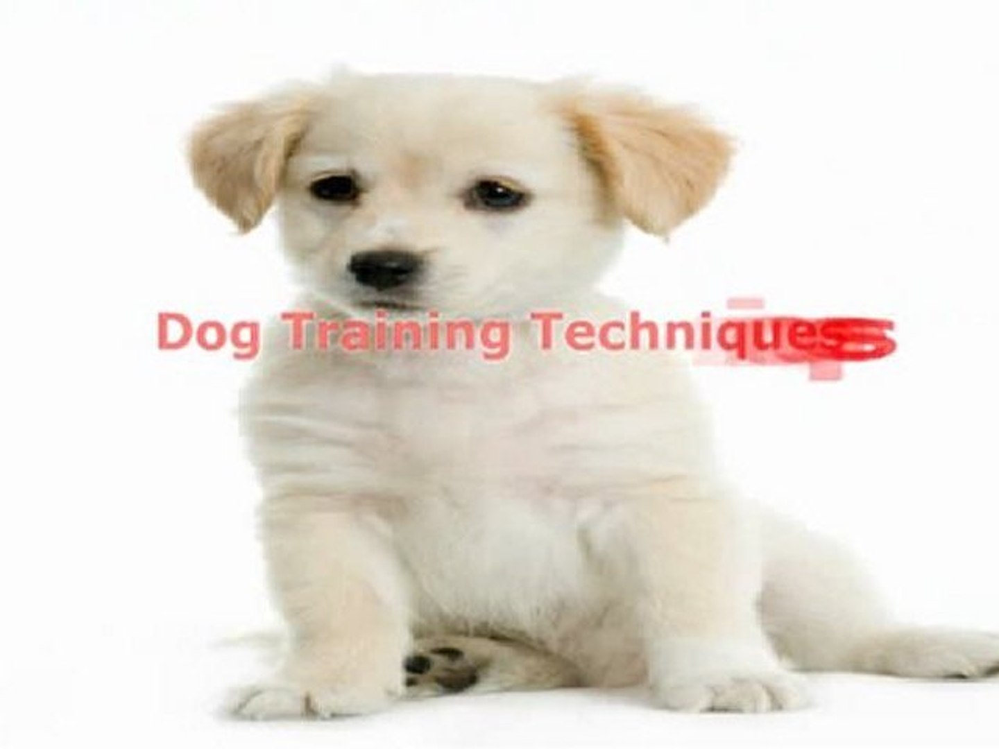⁣Learn Dog Training Techniques