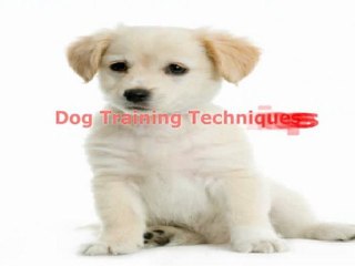 Learn Dog Training Techniques