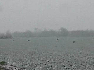 B.C.C.C 2012 les beagles des trois barreaux de la luzabert et le lievre !!