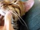 Rocket & Rumble Sleeping Bengal Cats Linus Cat Tips